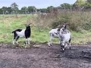 9th Oct 2019 - Goats