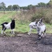 Goats by mattjcuk