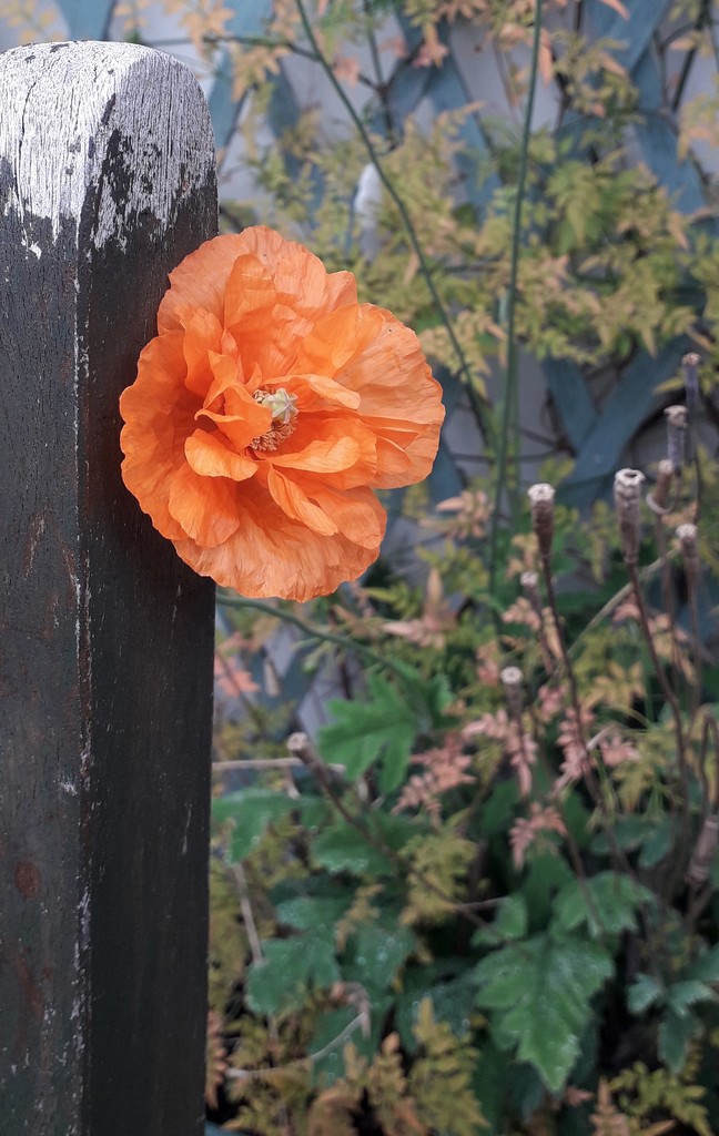 Last poppy of this year? by jokristina