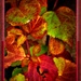 Autumn leaves  by beryl