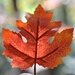 Day 261: Evil Lookin' Leaf by jeanniec57