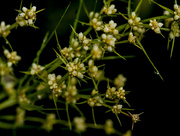 8th Oct 2019 - oiled up lomandra