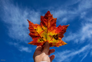9th Oct 2019 - The maple leaf