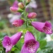 Camelot Rose Foxglove by sandlily