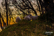 9th Oct 2019 - Sheep in the sunset