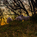 Sheep in the sunset by elisasaeter