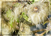 9th Oct 2019 - Fall Seed Heads