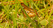 9th Oct 2019 - Butterfly in the Grass!