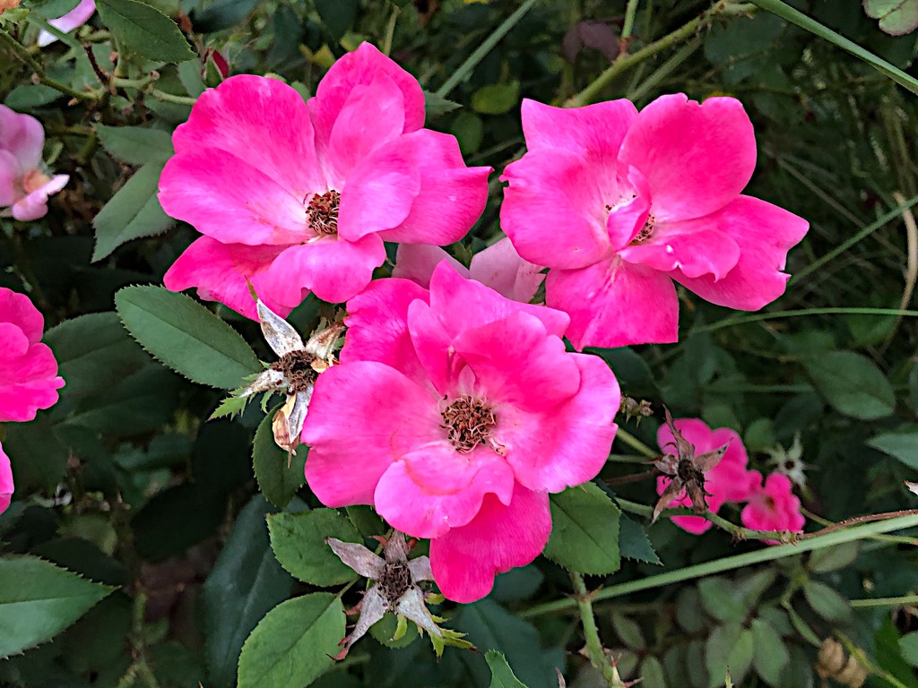 Roses at Hampton Park Garden. by congaree