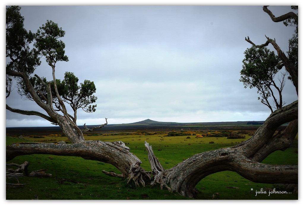 Ake ake tree .. Chatham Island by julzmaioro