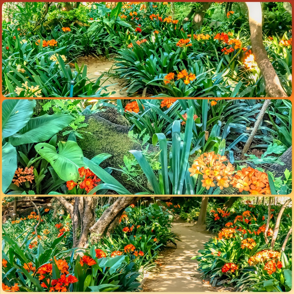 The Clivia walk at Babylonstoren by ludwigsdiana