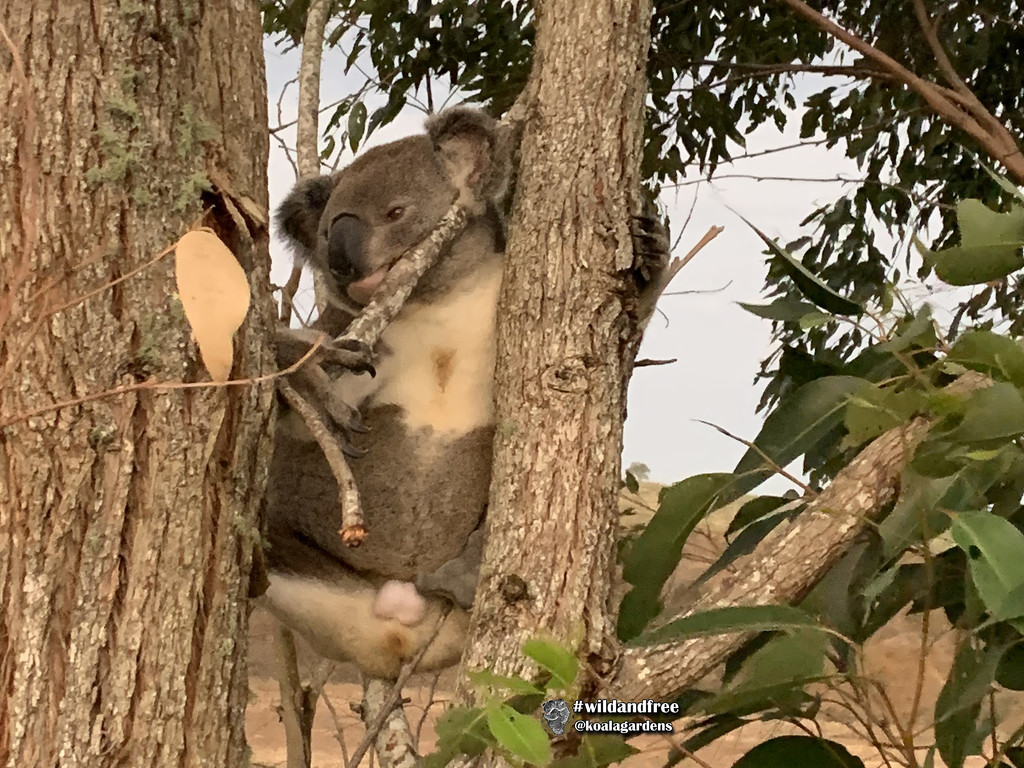 A rare one by koalagardens
