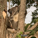 A rare one by koalagardens