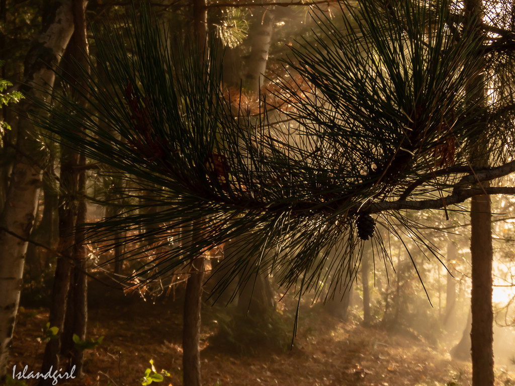 Sunrise through the Pines by radiogirl