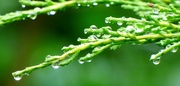 10th Oct 2019 - Water drops