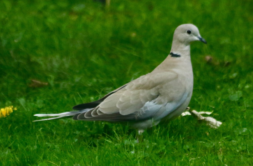 Collared Dove by orchid99
