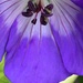Geranium Flower by cataylor41