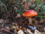 10th Oct 2019 - Fly Agaric