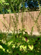 10th Oct 2019 - The Coleus blooms are taller than the plants