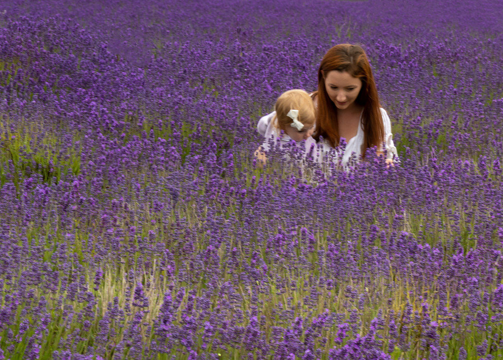 Down in the Lavender by shepherdmanswife
