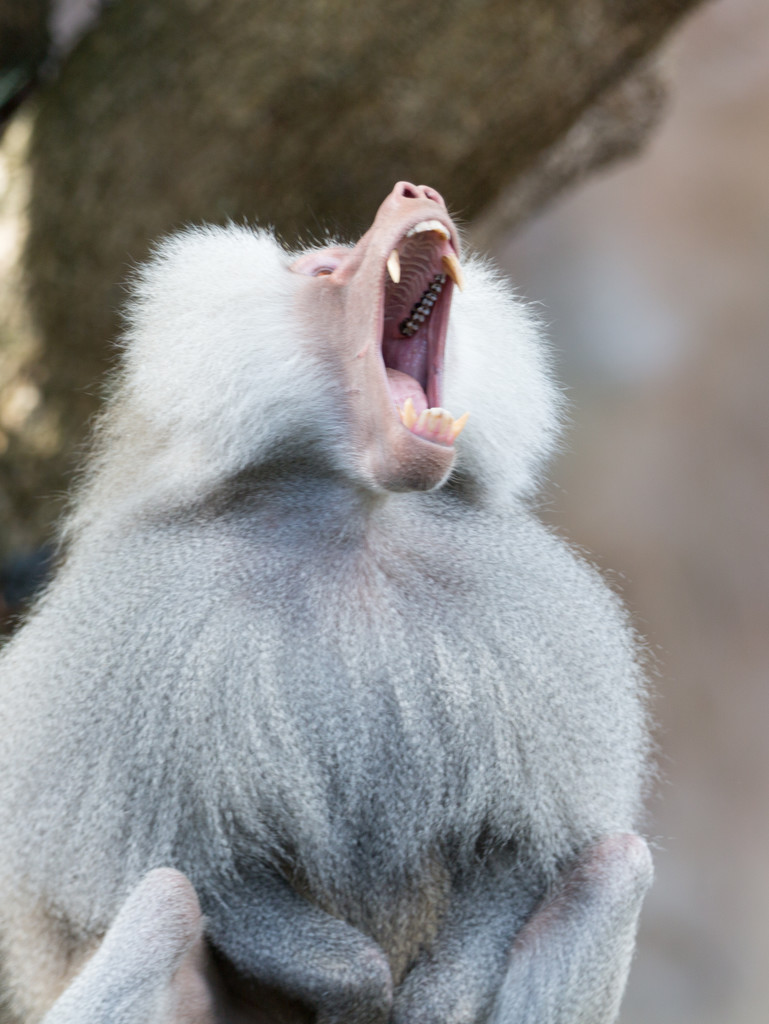 Yawning Baboon by creative_shots