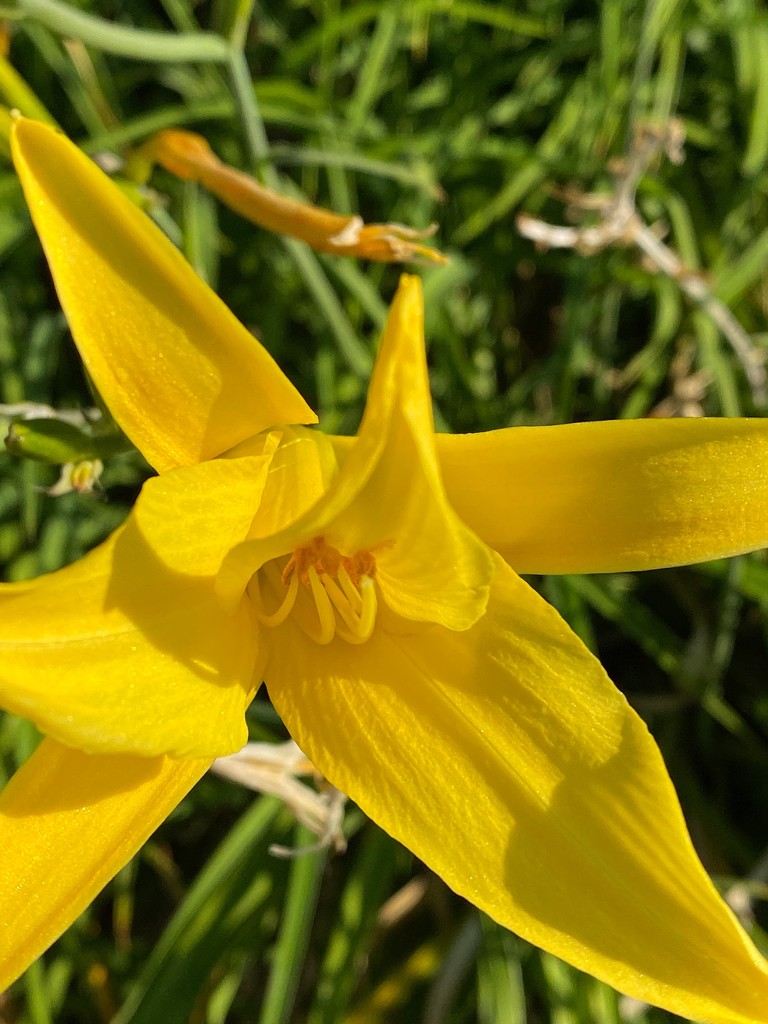 Yellow Lily by shutterbug49