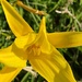 Yellow Lily by shutterbug49