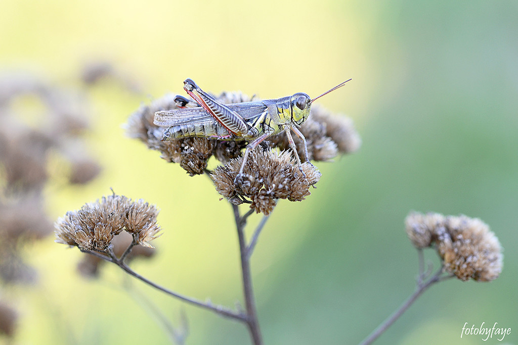 Oh Grasshopper by fayefaye