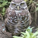 Burrowing Owl by chejja