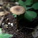 Day 283:   Mushroom by sheilalorson
