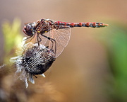 9th Oct 2019 - Migratory Dragonfly