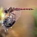 Migratory Dragonfly by genealogygenie