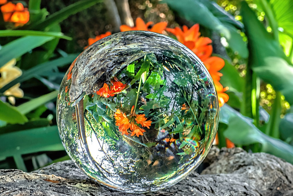 Clivia in the Lensball by ludwigsdiana