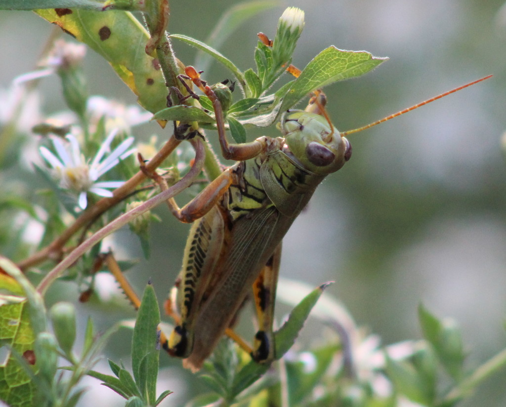 Green Grasshopper by cjwhite