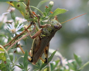 28th Sep 2019 - Green Grasshopper