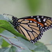 Resting Monarch by cjwhite