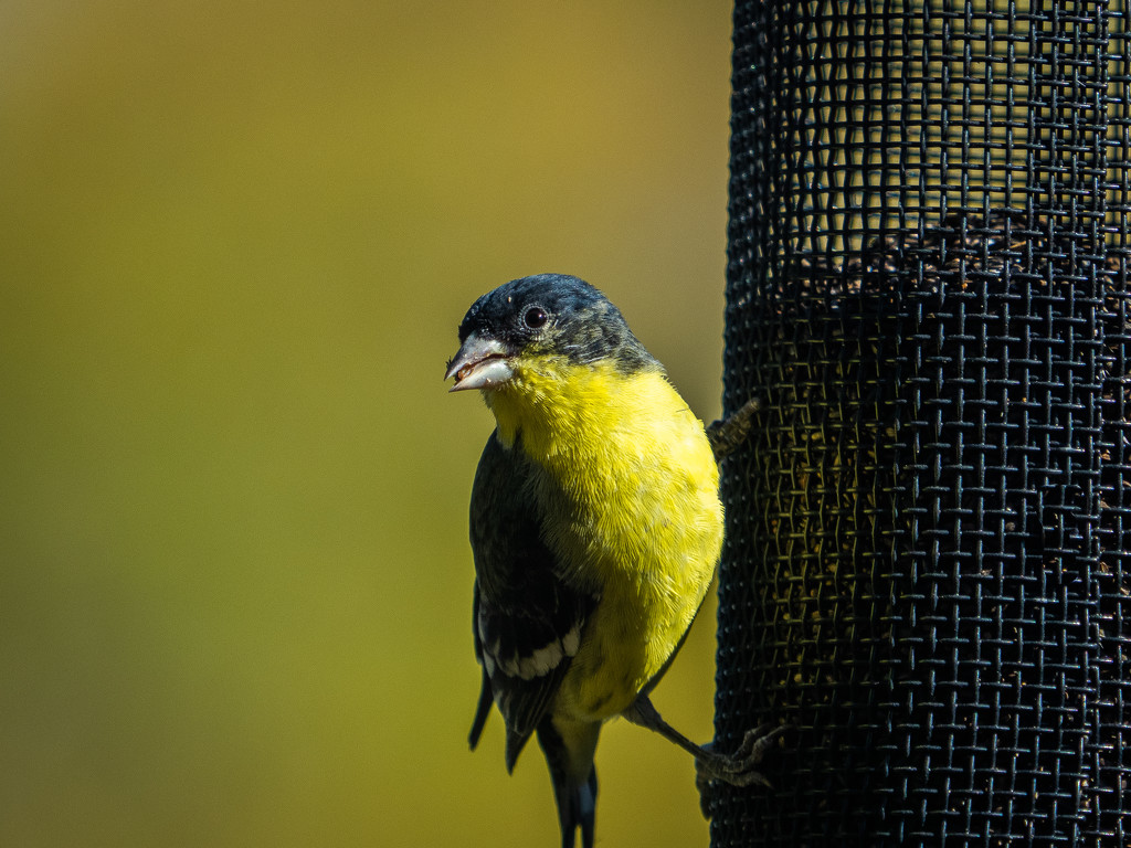 Goldfinch on feeder by khrunner