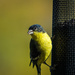 Goldfinch on feeder by khrunner