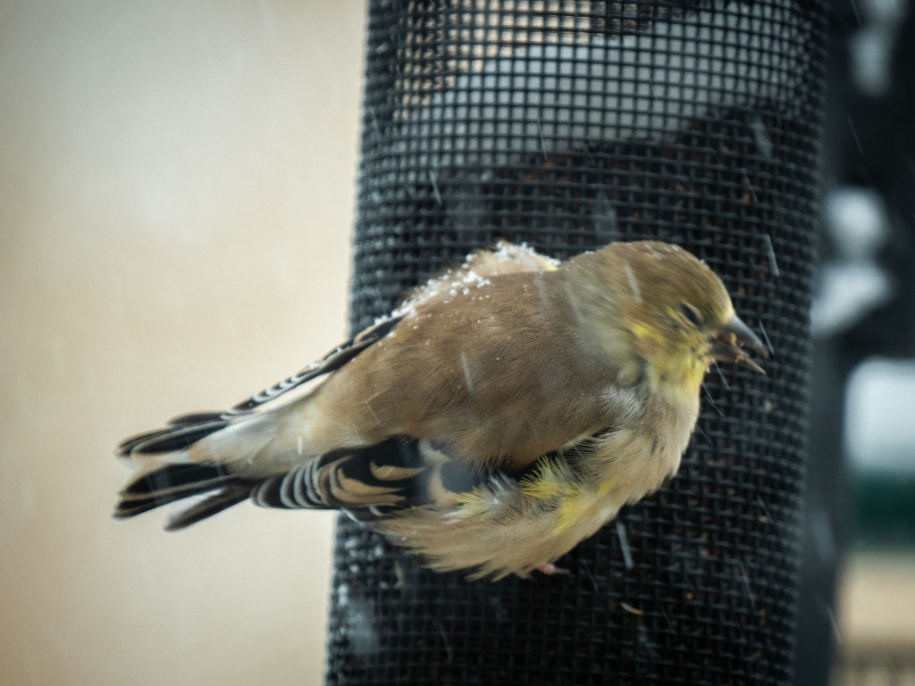 Goldfinch in snow by khrunner