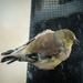 Goldfinch in snow by khrunner