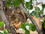 9th Oct 2019 - Squirrel with peanut