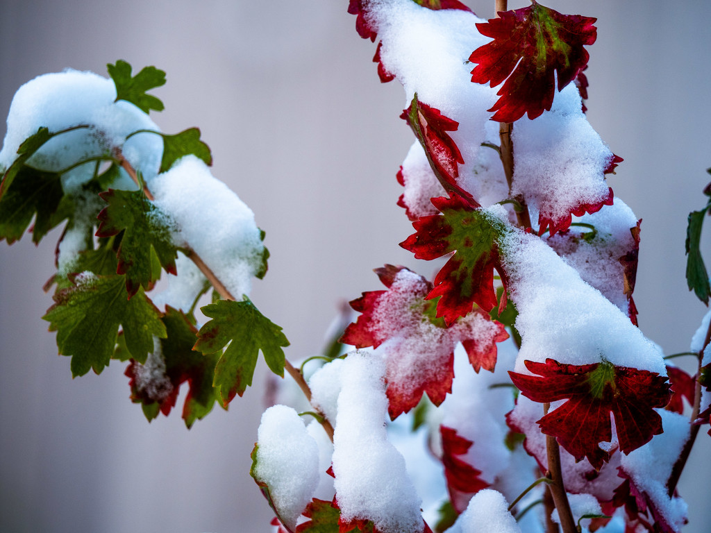 Clove Currant in snow by khrunner