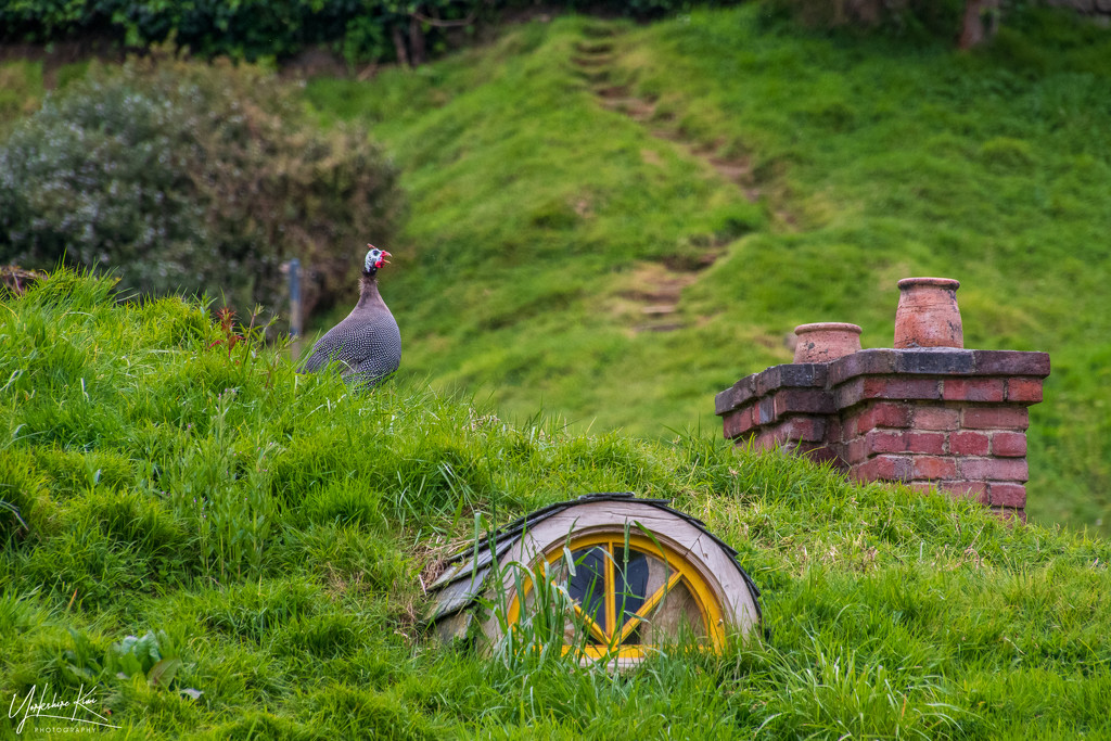 Guinea Fowl on a Hobbit house roof by yorkshirekiwi