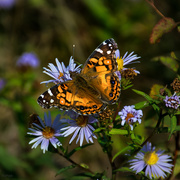 10th Oct 2019 - Fall butterfly