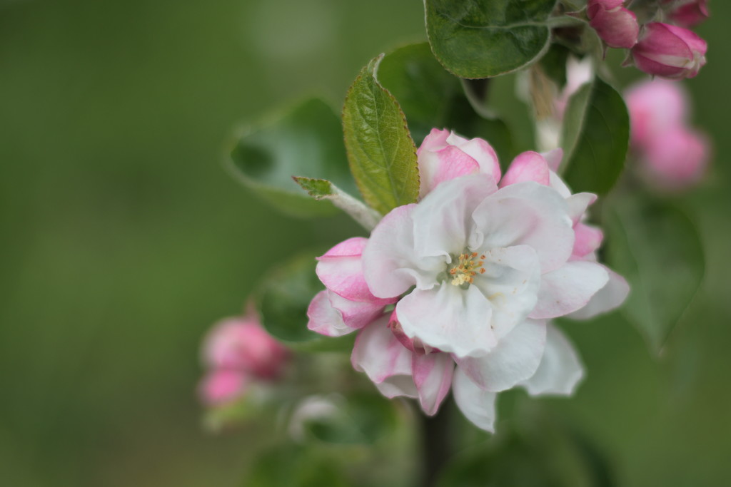 Apple Tree Blossoms by kgolab