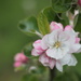 Apple Tree Blossoms by kgolab