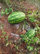 10th Oct 2019 - Melons in the Campground 