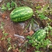 Melons in the Campground  by wilkinscd