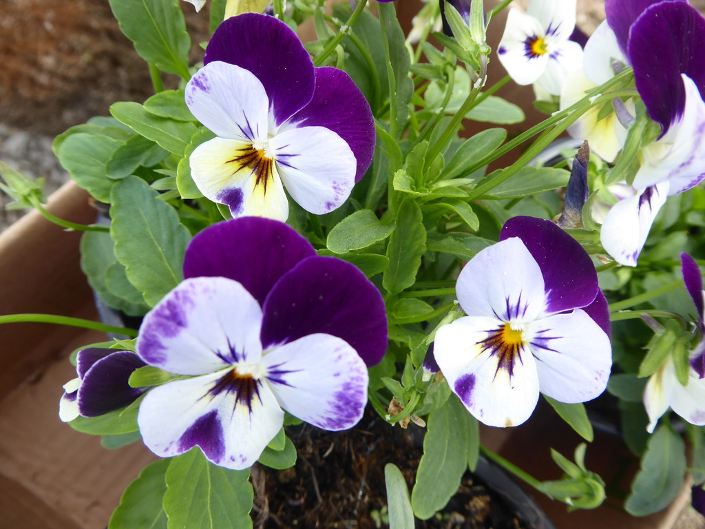 You know Autumn is on its way when're pansies are I the garden centres by chimfa