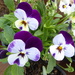 You know Autumn is on its way when're pansies are I the garden centres by chimfa